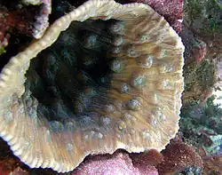 Mycedium elephantotus