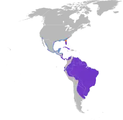 Distribución geográfica del tántalo americano (Nota: al mapa le falta la distribución en La Española y Jamaica).&nbsp;&nbsp;&nbsp;&nbsp;&nbsp;Cría&nbsp;&nbsp;&nbsp;&nbsp;&nbsp;Todo el año&nbsp;&nbsp;&nbsp;&nbsp;&nbsp;No reproductivo
