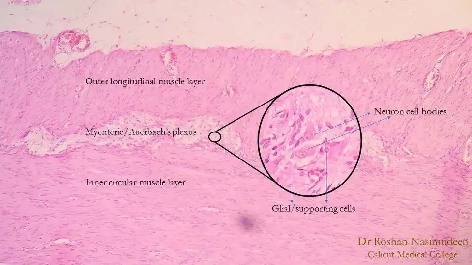 Plexo mientérico parte del Sistema nervioso entérico.