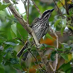 Myiodynastes maculatus-Streaked Flycatcher