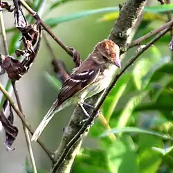 Myiophobus fasciatus Bran-colored Flycatcher