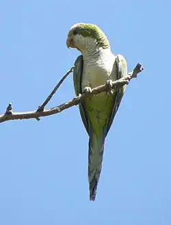Cata (Myiopsitta monachus calita) Córdoba.