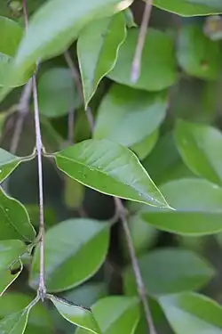 Hojas, se observa el ápice acuminado