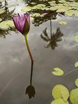 Nymphaea ssp.