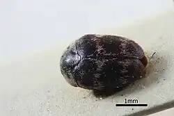 Thaumaglossa herrmanni