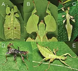 Nanophyllium asekiense (10.3897-zookeys.969.56214) Figure 2