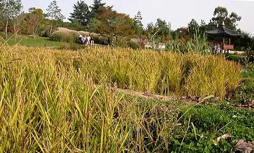 La « Colline de Suncheon » : la rizière (El arrozal).