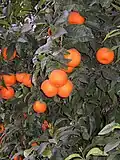 Naranja valencia: 1.614 ha