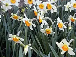 Grupo 2, N. 'Flower Record'