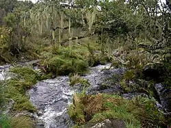 Río Naremoru, que discurre por el bosque nuboso.