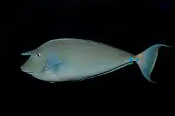 Cuerno del Naso unicornis