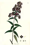 Osbeckia ternifolia