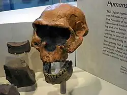 Los homínidos de Dmanisi coexistienron con H. ergaster en África y H. erectus en Euroasia. En la foto se muestra el cráneo 2 (D&nbsp;2282), la mandíbula (D&nbsp;211) y algunas herramientas de piedra encontrados en el yacimiento.