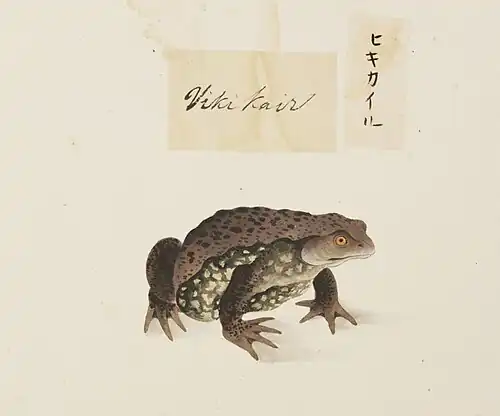 Sapo (Bufo japonicus), Kawahara Keiga