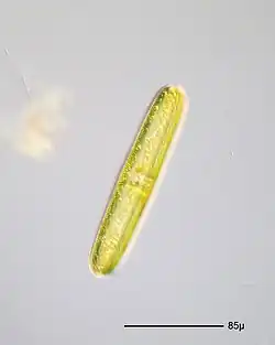 Navicula oblonga
