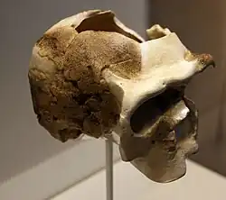 Réplica del cráneo de Ndutu, Homo rhodesiensis, realizada con impresora 3D. El pequeño tamaño del cráneo hace pensar que era de una mujer con una capacidad craneana de 1100&nbsp;cm³.