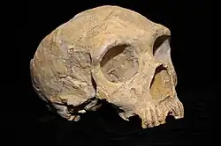 Gibraltar 1 es uno de los pocos fósiles humanos, H. neanderthalensis, encontrados antes de que Darwin expusiese la teoría de la evolución. se le atribuyen unos 50 mil años y se encontró en una cueva de Gibraltar utilizada como cantera, de ahí el nombre.