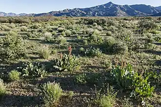 Dos Cabezas Mountains