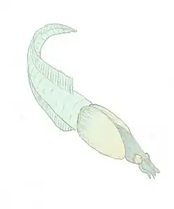 Recreación de Nectocaris como un cordado.