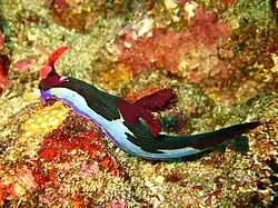 Nembrotha chamberlaini