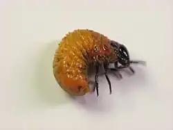 Neochlamisus, larva fuera de su estuche larval