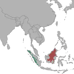 Distribución de la pantera nebulosa de Borneo (N. d. borneensis) en rojo y pantera nebulosa de Sumatra (N. d. diardi) en verde.