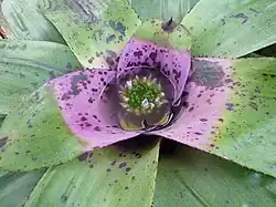 Detalle de Neoregelia concentrica.