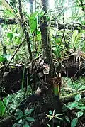Una planta de N.&nbsp;truncata creciendo de manera epífita.
