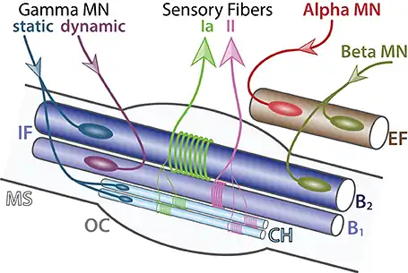 MS= huso neuro-muscular. OC= cápsula externa. IF= fibras intrafusales. CH= cadena nuclear. Gamma MN= motoneuronas gamma. Sensory fibers= fibras sensoriales. Alpha MN= motoneuronas alfa.