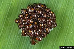 Ninfas; primer estadio