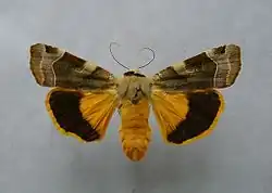 Noctua fimbriata