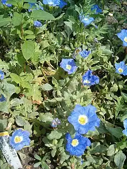 Nolana Paradoxa o Suspiro