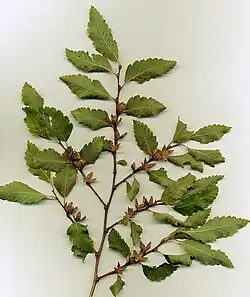 Nothofagus obliqua (roble pellín).