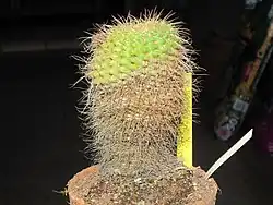 Parodia concinna