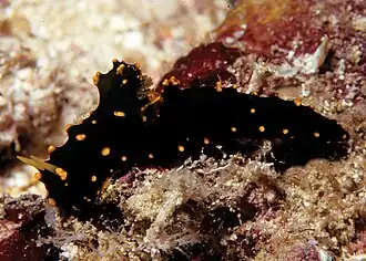 Notodoris gardineri variación negra en Maldivas