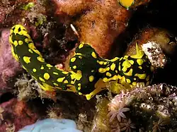 Notodoris gardineri