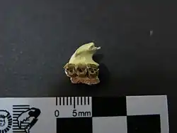 Maxilar parcial de Notopithecus