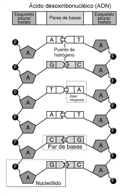 Nucleótidos como peldaños de la escalera del ADN.