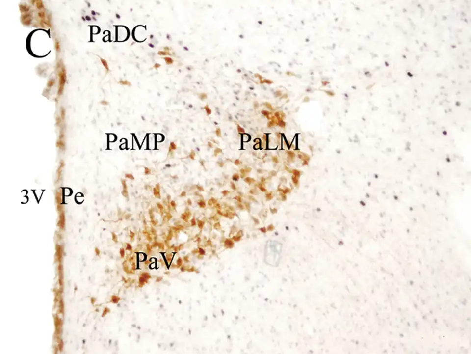 Núcleo paraventricular sectores Parvocelular y Magnocelular. PaDC: casquete dorsal; PaMP: parvocelular medial; PaLM:magnocelular lateral; Pe: periventricular; PaV: ventral; 3V= tercer ventrículo.