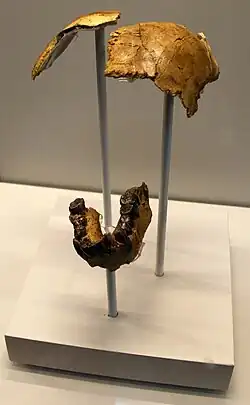 Réplica del cráneo parcial y mandíbula catalogados, junto a restos postcraneales, como OH 7, holotipo de la especie H. habilis.