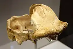 OH 9 mostraba una capacidad craneana de 1067&nbsp;cm³, lo que le hace el ejemplar más antiguo de homínido con más de un litro. El cráneo se encontró muy fragmentado pero relativamente completo.