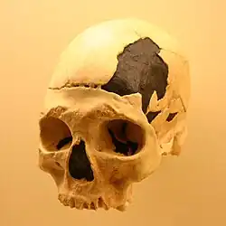Algunos investigadores especulan con la posibilidad que Oase 2 sea un híbrido de sapiens y neandertal, aunque la mayoría lo considera un niño del primero, al que no le habían salido los terceros molares ni había completado la soldadura de los huesos del cráneo.