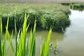 Phragmites australis y Carex WWF Pantano Busatello en Gazzo Veronese Italia