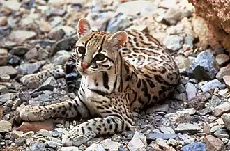 Leopardus pardalis