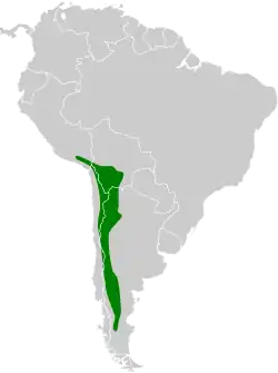 Distribución geográfica de la bandurrita piquirrecta.