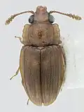 Odontophloeus sp.