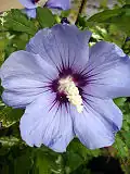 Hibiscus syriacus 'Oiseau Bleu'