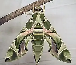 Imago de Daphnis nerii