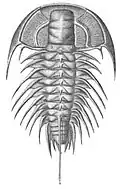 Los trilobites, ya extintos, poblaron los océanos durante 270 millones de años.[107]​
