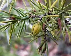 Agalla de Oligotrophus schmidti en Juniperus oxycedrus